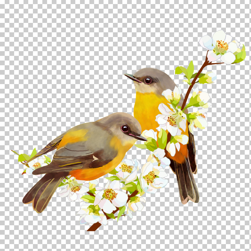 Bird Branch Songbird Beak Yellow Breasted Chat PNG, Clipart, Atlantic Canary, Beak, Bird, Branch, Finch Free PNG Download