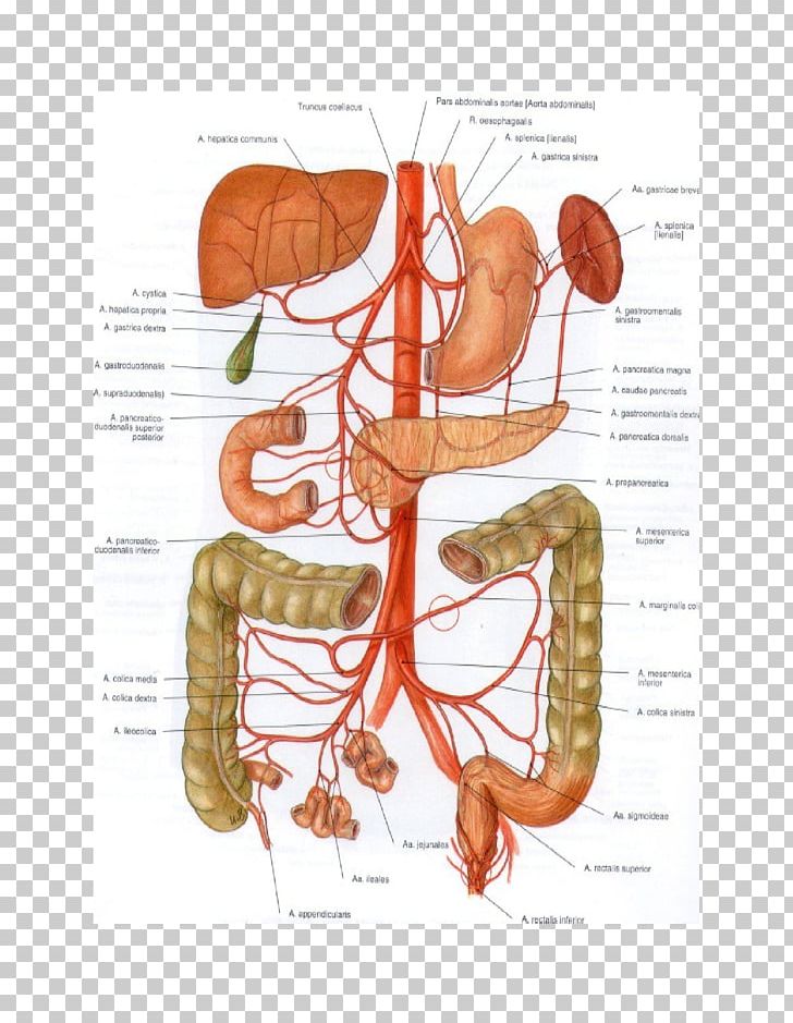 Abdominal Aorta Superior Mesenteric Artery Mesentery Inferior Mesenteric Artery PNG, Clipart, Abdomen, Abdominal Aorta, Anatomy, Aorta, Artery Free PNG Download