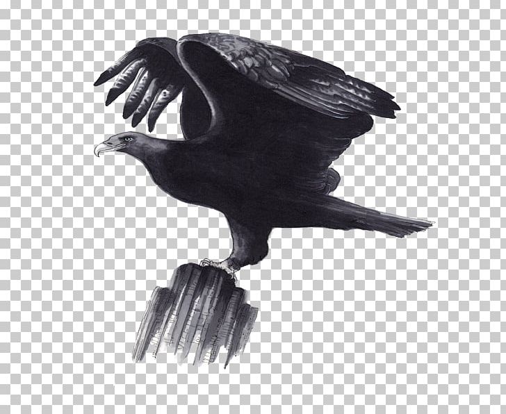 American Crow Eagle Investment Fund Vulture PNG, Clipart, Accipitriformes, American Crow, Animals, Beak, Bird Free PNG Download