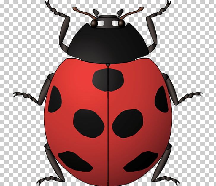 Ladybird Beetle Graphics Western Honey Bee Illustration PNG, Clipart, Arthropod, Beetle, Bumblebee, Drawing, Insect Free PNG Download