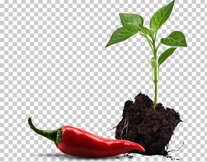 Paprika Bell Pepper Chili Pepper Vegetable Seedling PNG, Clipart, Bell Pepper, Birds Eye Chili, Cayenne Pepper, Chili Pepper, Food Free PNG Download