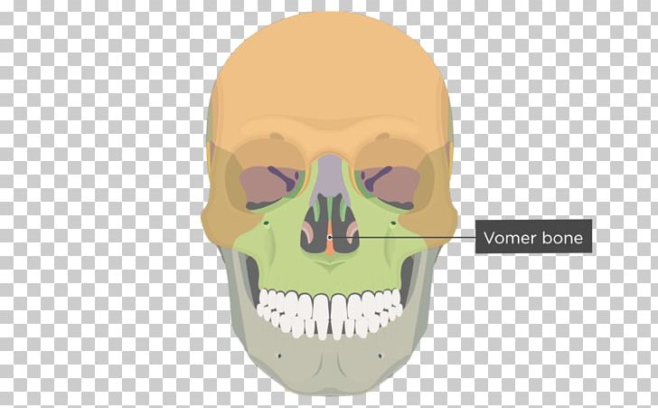 Vomer Lacrimal Bone Human Skeleton Anatomy PNG, Clipart, Anatomy, Bone, Concha, Ethmoid Bone, Face Free PNG Download