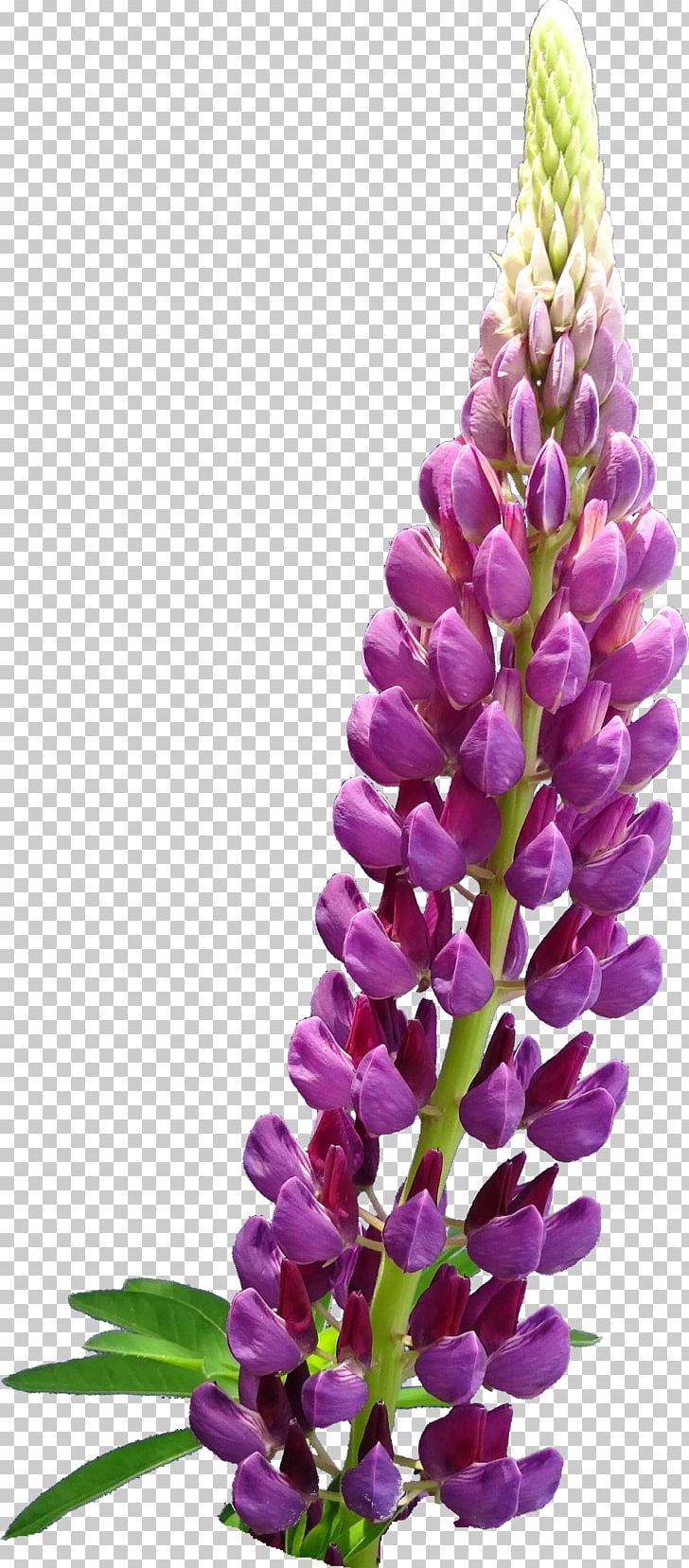 English Lavender Flower Plant Lupinus Mutabilis PNG, Clipart, Cut Flowers, English Lavender, Flower, Flowering Plant, Lavender Free PNG Download