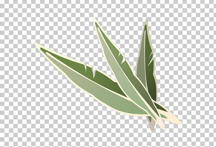 Leaf PNG, Clipart, Grass, Leaf, Plant Free PNG Download