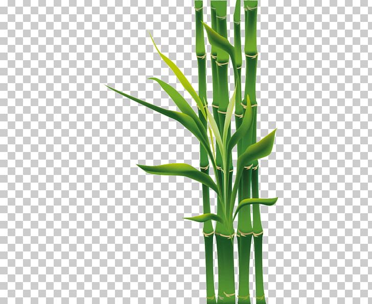 Tropical Woody Bamboos Grasses Bambou Plants Mural PNG, Clipart, Bamboo, Commodity, Fargesia, Flowerpot, Fototapet Free PNG Download
