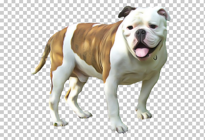 American Bulldog PNG, Clipart, American Bulldog, American Pit Bull Terrier, Ancient Dog Breeds, Australian Bulldog, British Bulldogs Free PNG Download