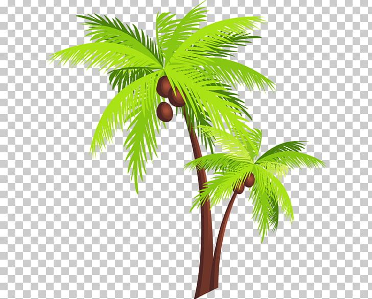 Arecaceae Coconut Tree PNG, Clipart, Arecaceae, Arecales, Borassus Flabellifer, Branch, Coconut Free PNG Download