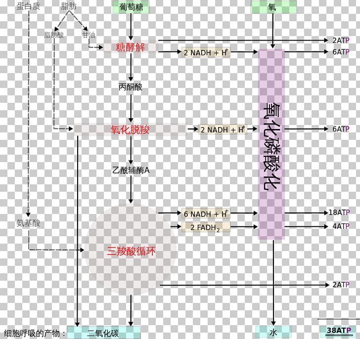 Cellular Respiration Creative Work Wikipedia PNG, Clipart, Angle, Area, Cellular, Cellular Respiration, Chinese Wikipedia Free PNG Download