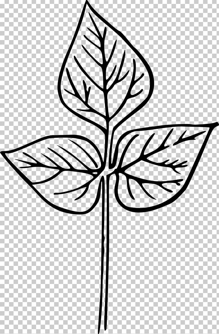 Leaf Drawing PNG, Clipart, Area, Artwork, Black And White, Branch, Drawing Free PNG Download