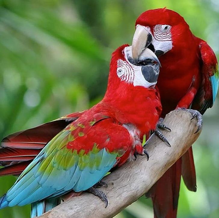 Red-and-green Macaw Great Green Macaw Scarlet Macaw Bird Blue-and-yellow Macaw PNG, Clipart, Animals, Beak, Bird, Blueandyellow Macaw, Bluewinged Macaw Free PNG Download