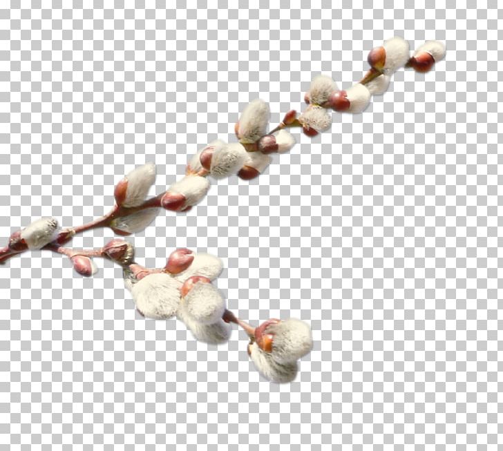 Willow Digital PNG, Clipart, Body Jewelry, Branch, Clip Art, Digital Image, Information Free PNG Download