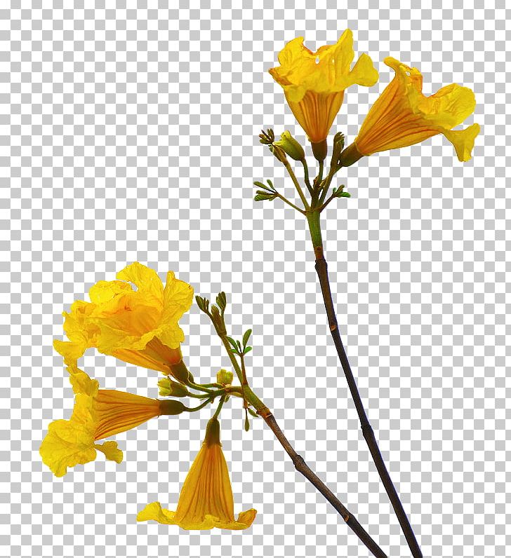 Cut Flowers Desktop PNG, Clipart, Branch, Cut Flowers, Desktop Wallpaper, Deviantart, Display Resolution Free PNG Download