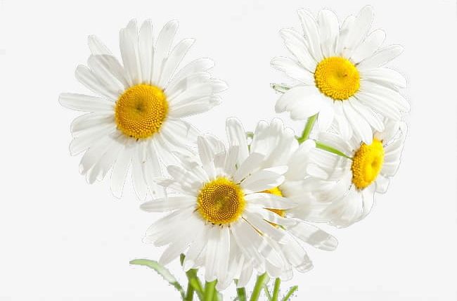 Daisy PNG, Clipart, Chrysanthemum, Daisies, Daisy, Daisy Clipart, Daisy Flower Free PNG Download