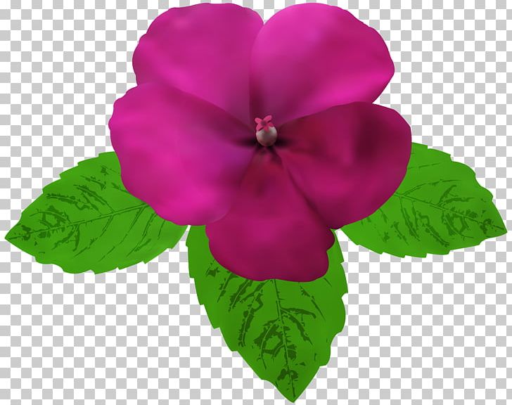 Herbaceous Plant Leaf Violet PNG, Clipart, Annual Plant, Cartoon, Clip Art, Clipart, Download Free PNG Download