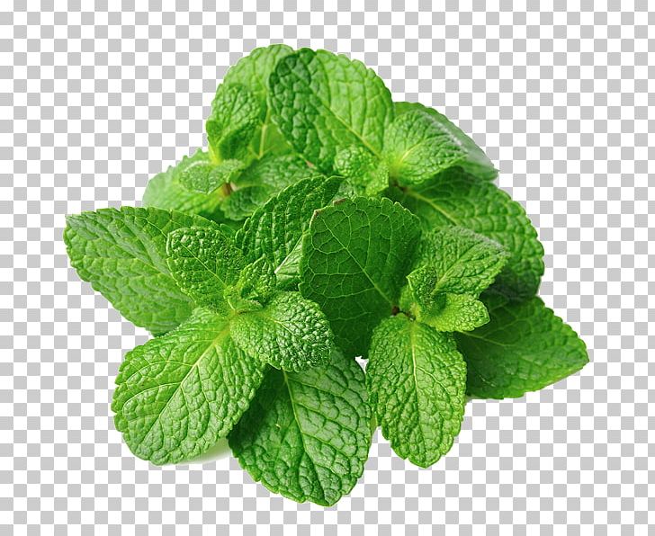 Mentha Spicata Peppermint Herb Lamiaceae Plant PNG, Clipart, Catnip, Food, Fruit, Herb, Herbalism Free PNG Download