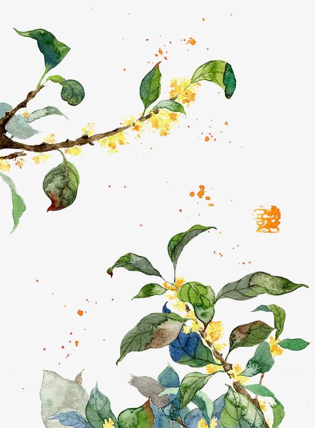 Osmanthus PNG, Clipart, August, Cake, Festival, Mid Autumn, Mid Autumn Festival Free PNG Download