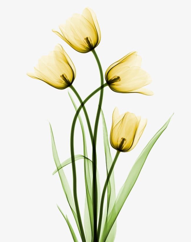 Tulip PNG, Clipart, Backgrounds, Beauty In Nature, Blossom, Botany, Bouquet Free PNG Download