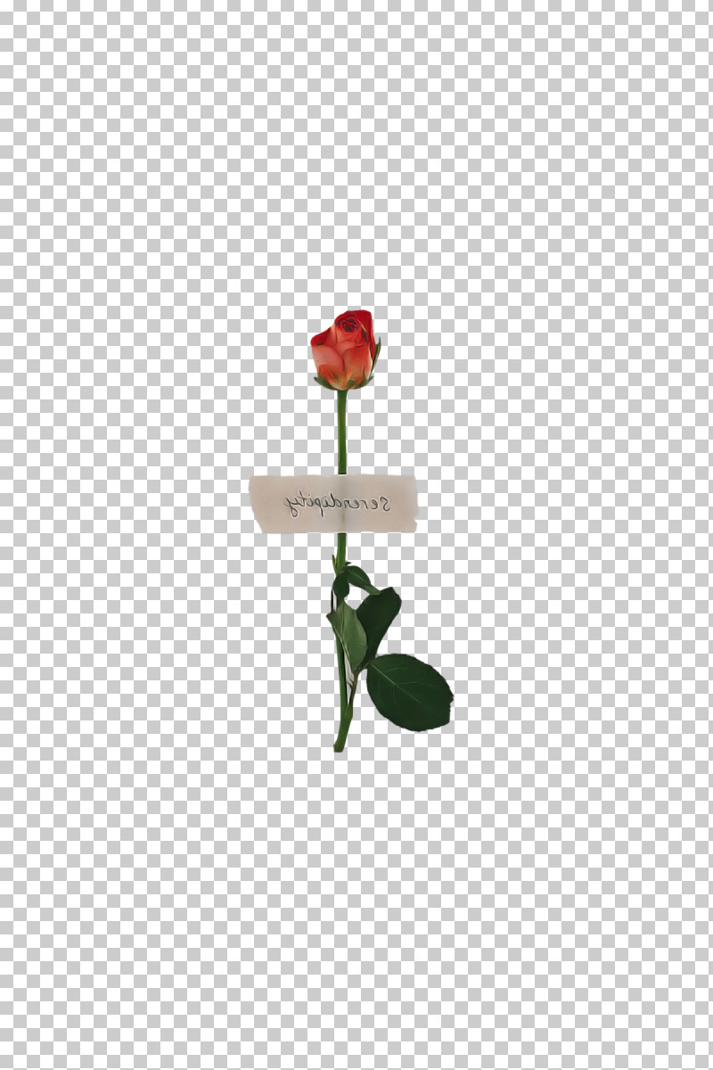 Rose PNG, Clipart, Biology, Flower, Flowerpot, Petal, Plants Free PNG Download