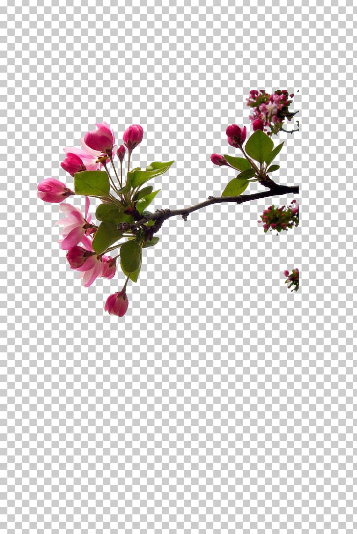 Blossom Cut Flowers Bud Twig Plant Stem PNG, Clipart, Blossom, Branch, Bud, Cherry, Cherry Blossom Free PNG Download