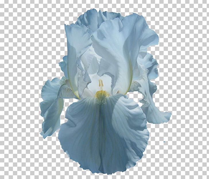 Irises Flower Common Poppy PNG, Clipart, Blue, Cicek, Cicek Resimleri, Common Poppy, Cut Flowers Free PNG Download