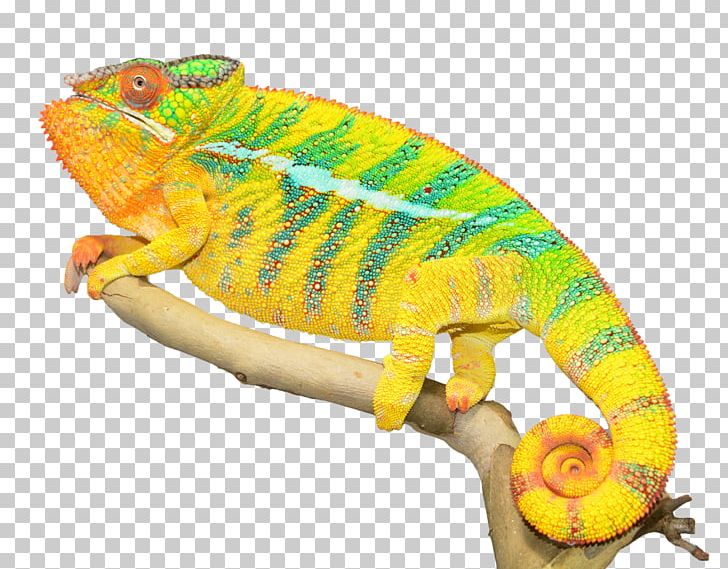 Panther Chameleon Lizard Ambilobe Reptile PNG, Clipart, Ambanja, Ambilobe, Animals, Chameleon, Chameleons Free PNG Download
