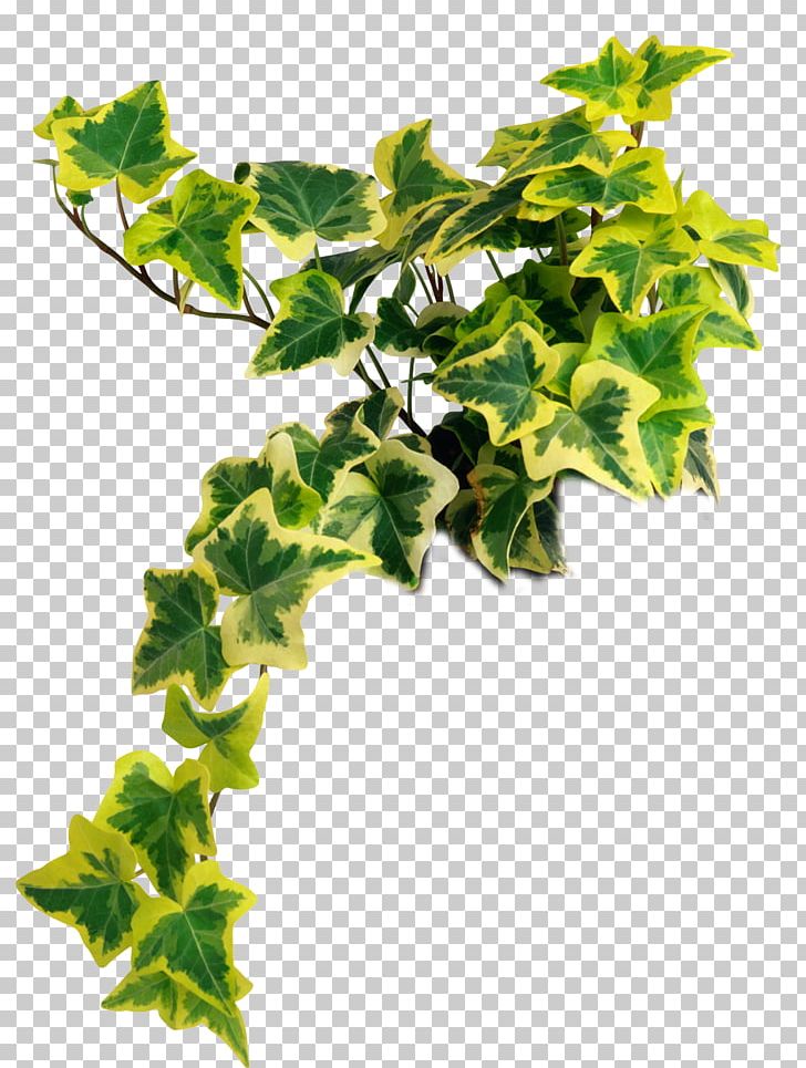 Common Ivy Houseplant Vascular Plant Common Fig PNG, Clipart, Common Fig, Common Ivy, Houseplant, Vascular Plant Free PNG Download