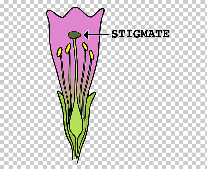 Stigma Flower Gynoecium PNG, Clipart, Antera, Artwork, Carpel, Cut Flowers, Desktop Wallpaper Free PNG Download