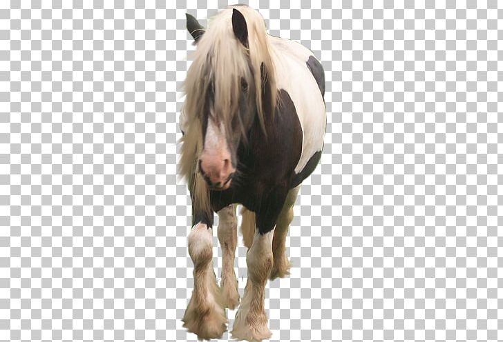American Paint Horse PNG, Clipart, Animals, Cartoon, Cartoon Character, Cartoon Cloud, Cartoon Eyes Free PNG Download