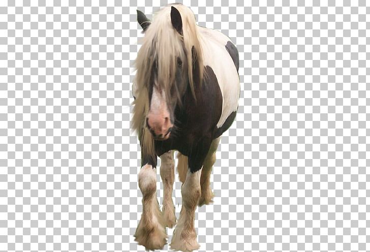 American Paint Horse PNG, Clipart, Animals, Cartoon, Cartoon Character ...