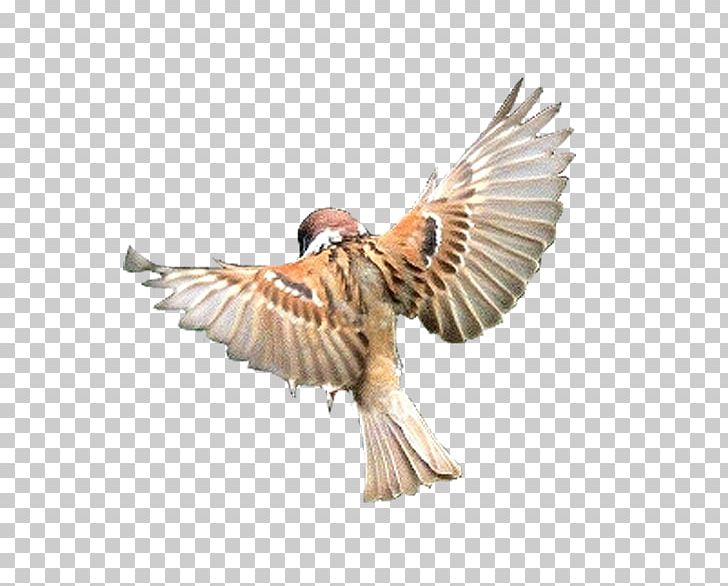 Bird Flight Beak Finch PNG, Clipart, Airplane, Animal, Animals, Bald Eagle, Beak Free PNG Download