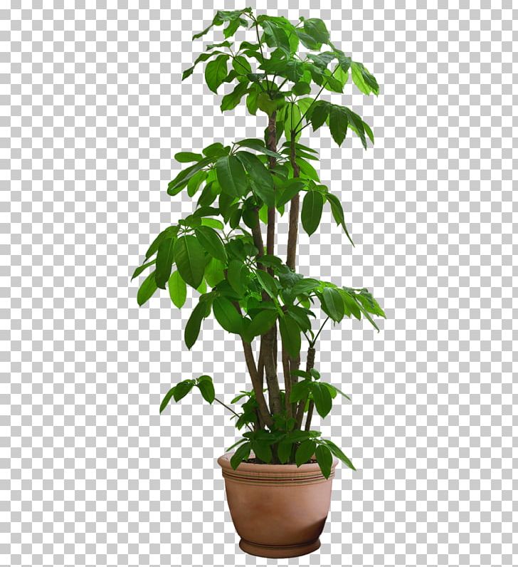 Houseplant PNG, Clipart, Arecaceae, Dypsis Decaryi, Flower, Flowerpot, Guiana Chestnut Free PNG Download