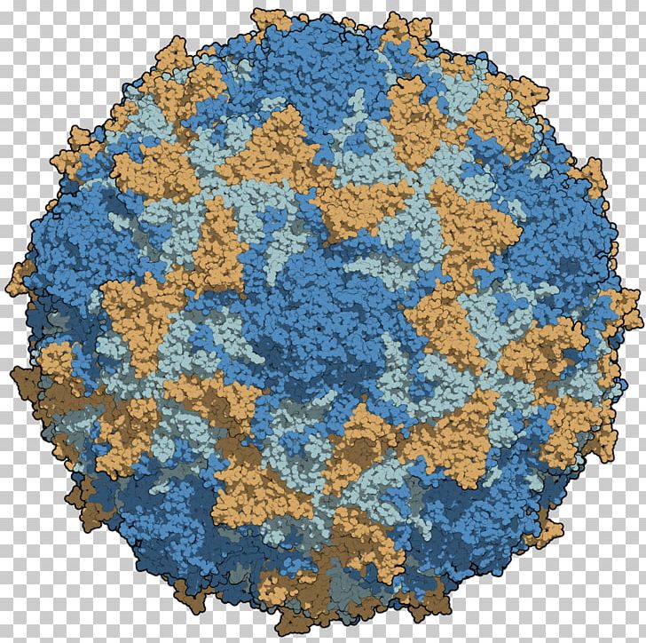 Poliovirus Poliomyelitis Capsid Rhinovirus PNG, Clipart, Capsid, Cell, Chain, Circle, Disease Free PNG Download