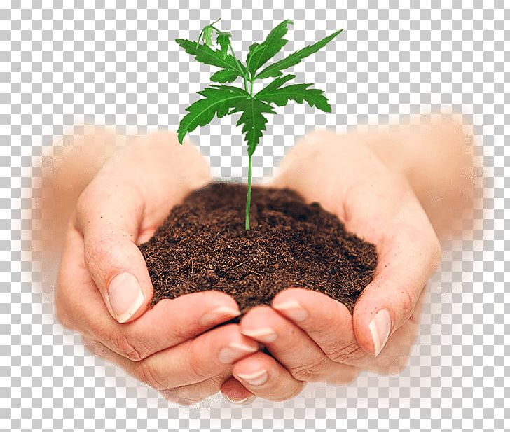 Stock Photography Plant Soil Seedling PNG, Clipart, Food Drinks, Hand, Holding Hands, Istock, Plant Free PNG Download