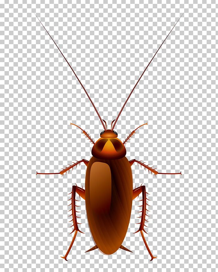 Cockroach Oggy Cartoon PNG, Clipart, Animals, Cartoon Character, Cartoon  Eyes, Encapsulated Postscript, Hand Free PNG Download