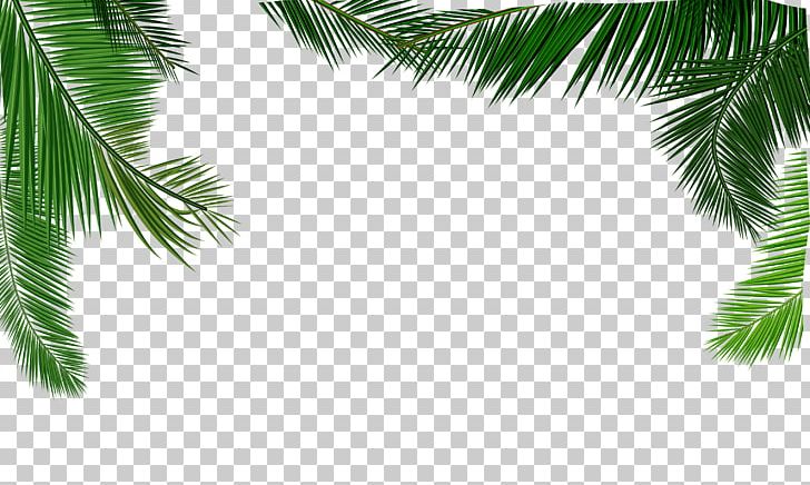 Coconut Milk Leaf Euclidean PNG, Clipart, Arecaceae, Branch, Encapsulated Postscript, Fall Leaves, Grass Free PNG Download