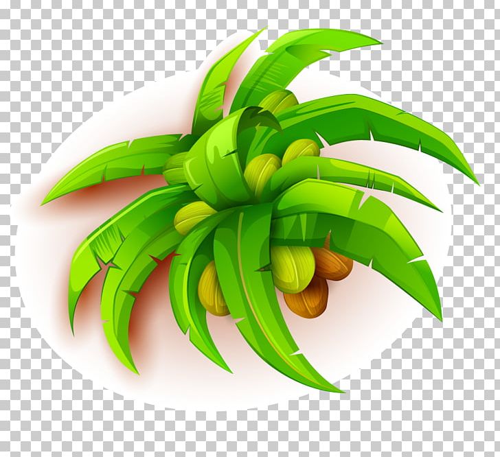 Coconut Tree PNG, Clipart, Apple Fruit, Arecaceae, Coconut, Coconut Tree, Coconut Vector Free PNG Download