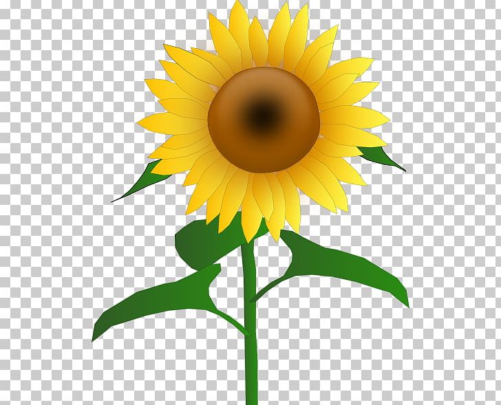 Free Content PNG, Clipart, Cartoon Sunflower, Common Sunflower, Daisy Family, Download, Flower Free PNG Download