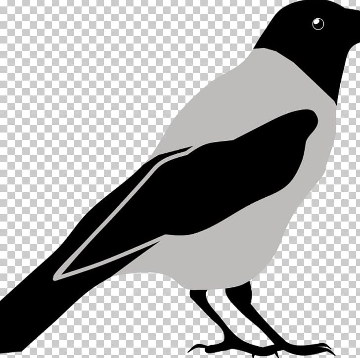 Graphics Crow PNG, Clipart, Animals, Beak, Bird, Black And White, Cartoon Free PNG Download