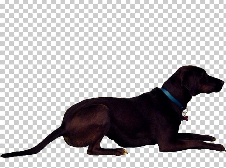 Labrador Retriever Redbone Coonhound Polish Hunting Dog Puppy Dog Breed PNG, Clipart, Animal, Animals, Black And Tan Coonhound, Carnivoran, Coonhound Free PNG Download