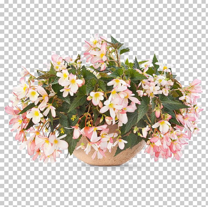 Begonia Angel Falls Waterfall Annual Plant Flower PNG, Clipart, Angel Falls, Annual Plant, Argyranthemum, Artificial Flower, Basket Free PNG Download