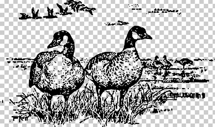 Canada Goose Bird Drawing PNG, Clipart, Animals, Art, Beak, Bird, Black And White Free PNG Download