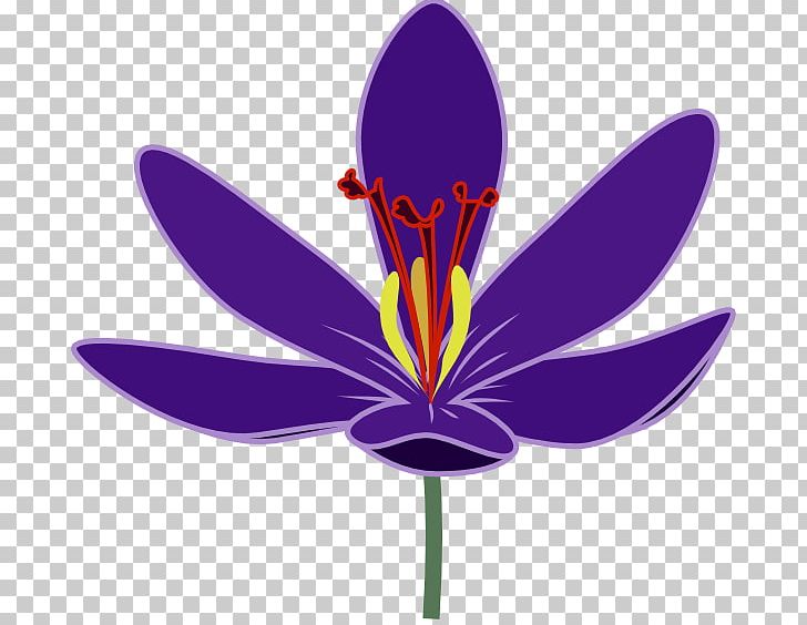 Crocus Vernus Flower PNG, Clipart, Color, Crocus, Crocus Vernus, Drawing, Flower Free PNG Download