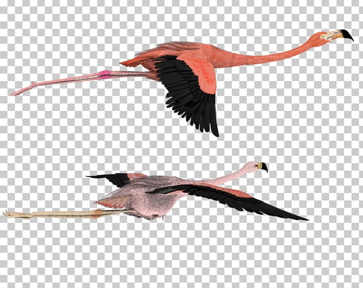 American Flamingo Bird Flight PNG, Clipart, American Flamingo, Animals, Art, Beak, Bird Free PNG Download