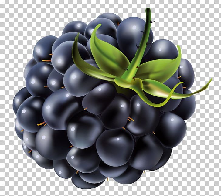 BlackBerry PNG, Clipart, Berry, Bilberry, Blackberry, Blackberry 10, Blueberry Free PNG Download