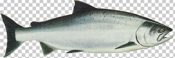 King Salmon Chinook Salmon Sockeye Salmon Chum Salmon PNG, Clipart, Animal Figure, Bony Fish, Chinookan Peoples, Coho, Coho Salmon Free PNG Download