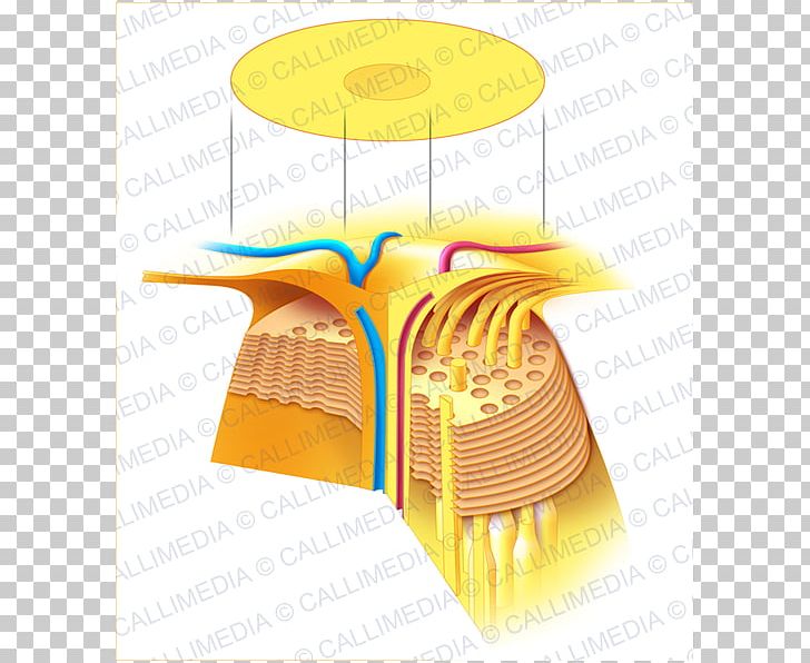 Macular Degeneration Macula Of Retina Ophthalmology Fovea Centralis Eye PNG, Clipart, Angle, Artery, Atrophy, Degeneration, Eye Free PNG Download