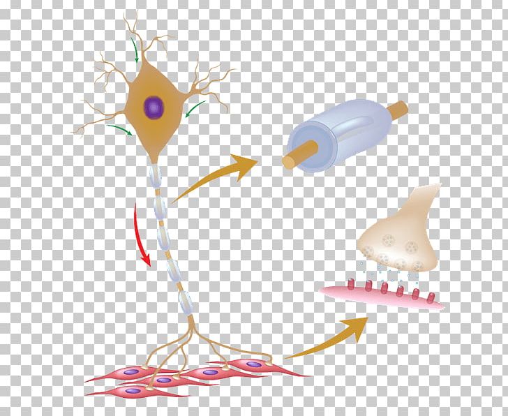 Motor Neuron Stock Photography Dendrite PNG, Clipart, Axon, Dendrite, Miscellaneous, Motor Neuron, Myelin Free PNG Download