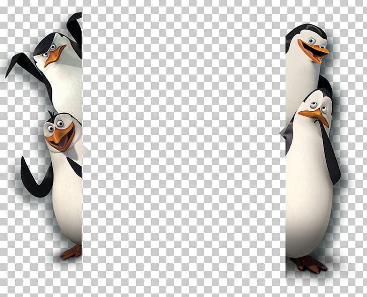 Skipper Kowalski Melman Madagascar PNG, Clipart, Beak, Bird, Desktop Wallpaper, Display Resolution, Download Free PNG Download