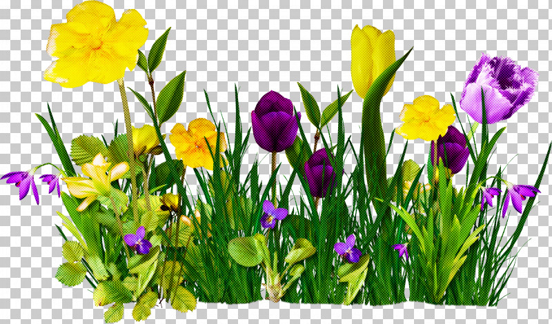 Flower Plant Yellow Spring Petal PNG, Clipart, Crocus, Cut Flowers, Flower, Grass, Iris Free PNG Download