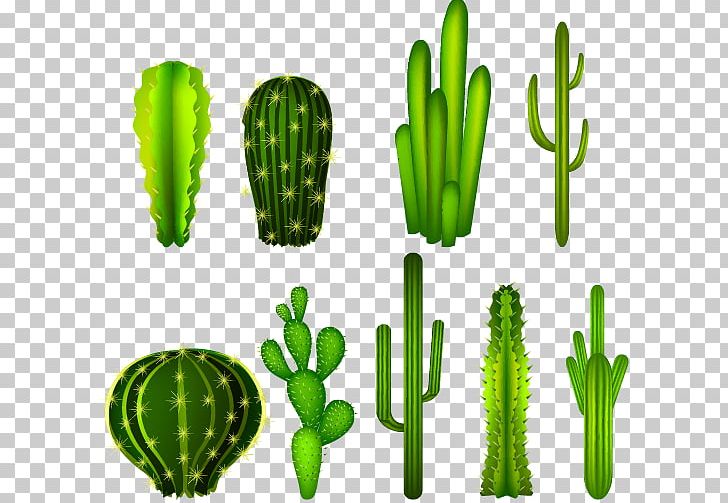 Cactaceae PNG, Clipart, Cactus, Cactus Cartoon, Cactus Flower, Cactus Vector, Color Free PNG Download